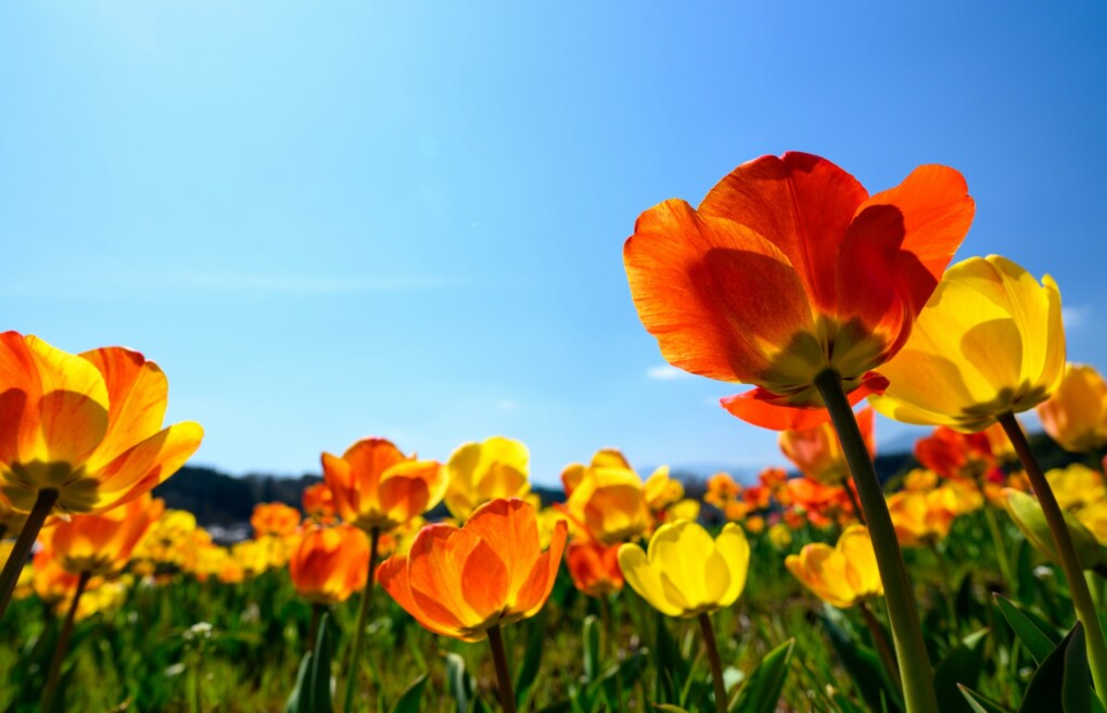 Games in Bloom this Spring